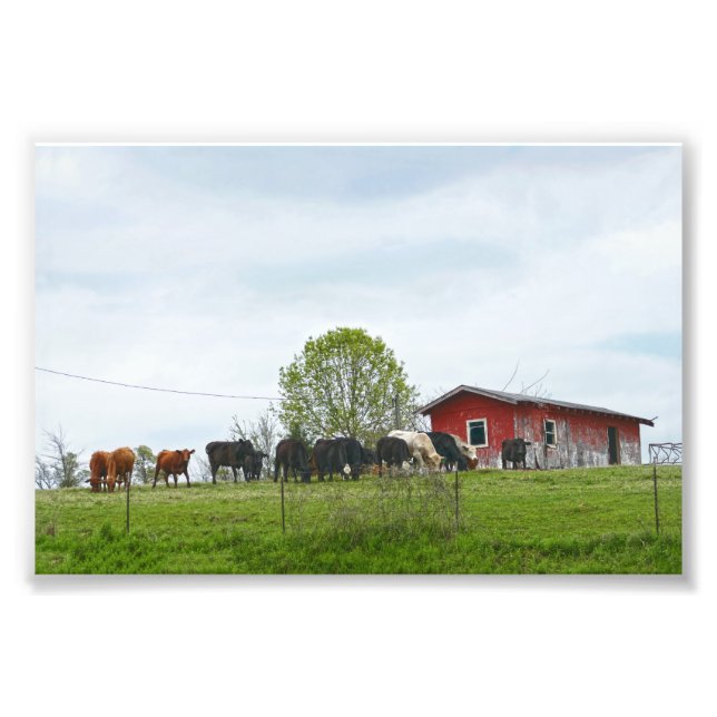 Foto Texas Cattle and Old Red Barn (Frente)