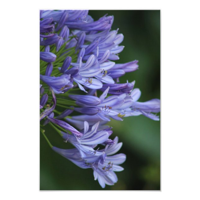 Foto Texas Delight (Frente)