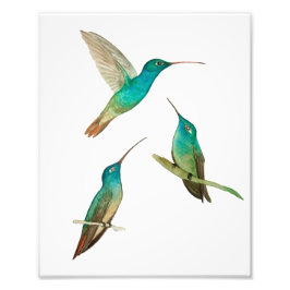 Foto Three Hummingbirds 