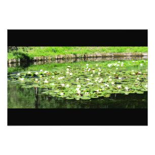 Foto Tiergarten Water Lillies