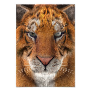 Foto Tigre