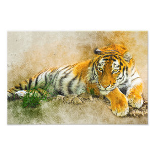 Foto Tigre