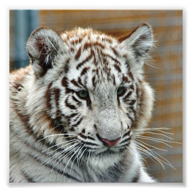 Foto Tigre20151001 (Frente)