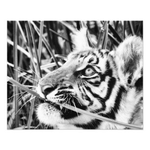 Foto Tigre Cub na grama