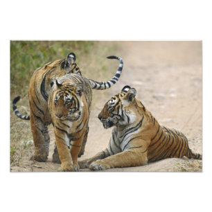 Foto Tigre-de-bengala e filhotes, Ranthambhor