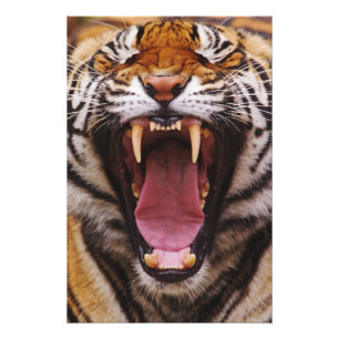 Foto Tigre-de-bengala, Panthera tigris