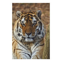 Tigre-de-bengala, Panthera tigris, Louisville Zoo,