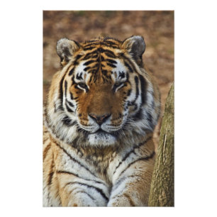 Foto Tigre-de-bengala, Panthera tigris, Zoológico de Lo