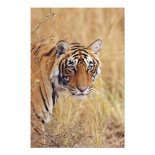 Foto Tigre-de-bengala-real