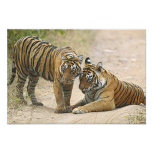 Foto Tigre-de-bengala-real e filhote - Tocando à frente