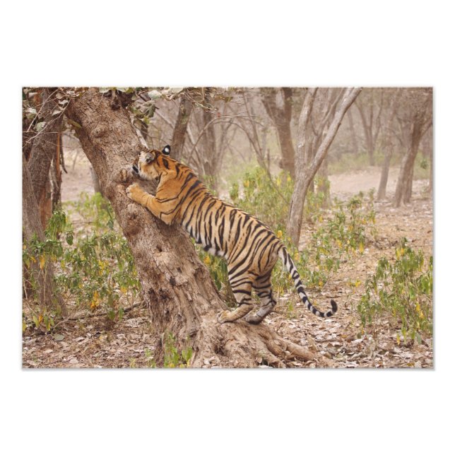 Foto Tigre-de-bengala-real subindo na árvore, (Frente)