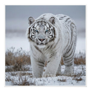 Foto Tigre de Neve Branca