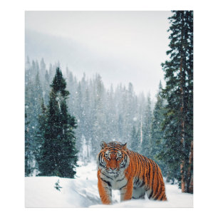 Foto tigre na neve