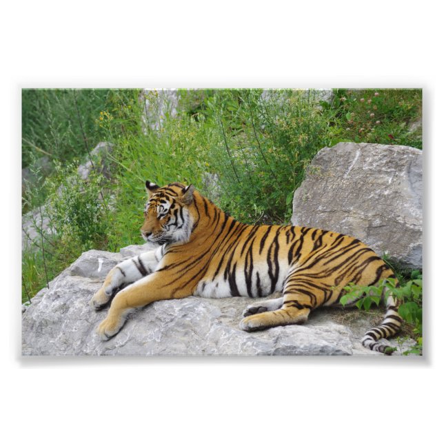 Foto Tigre Siberiano Relaxando em uma Rocha (Frente)