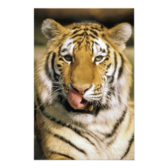 Foto Tigre Zoológico de Michigan (Frente)
