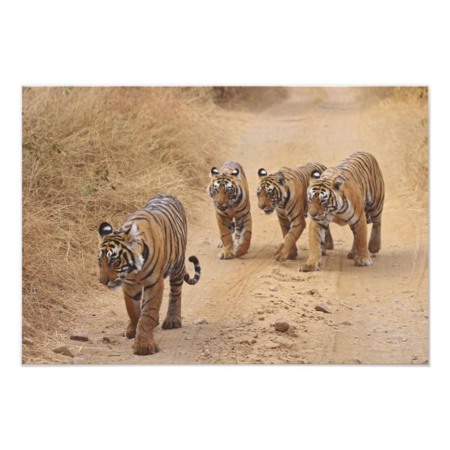 Foto Tigres de Bengala (Frente)
