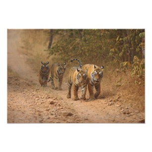 Foto Tigres de Bengala reais em movimento, Ranthambhor
