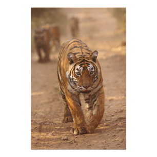 Foto Tigres de Bengala reais na pista, Ranthambhor
