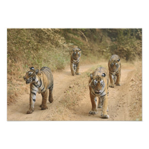 Foto Tigres Reais de Bengala