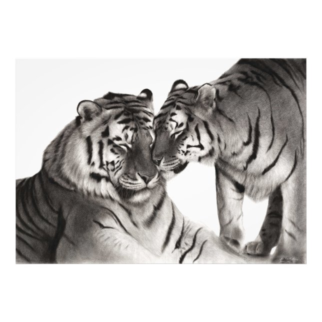 Foto Tigres - Retrato Pintado À Mão Da Vida Selvagem (Frente)