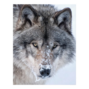 Foto Timber Wolf