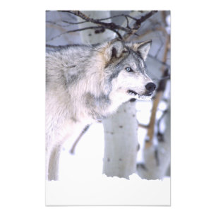 Foto Timber Wolf, Canis lupus, Movie Animal Utah)