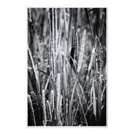 Foto Tiny Bull Rush Marsh Grass Black and White