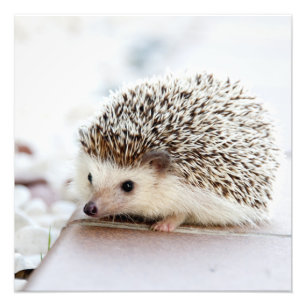 Foto Tiny Hedgehog