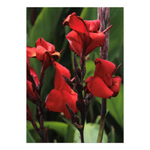 Foto Tipo de flor vermelho