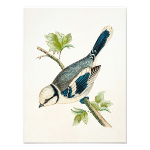 Foto Tiragem azul dos pássaros das aves canoras do