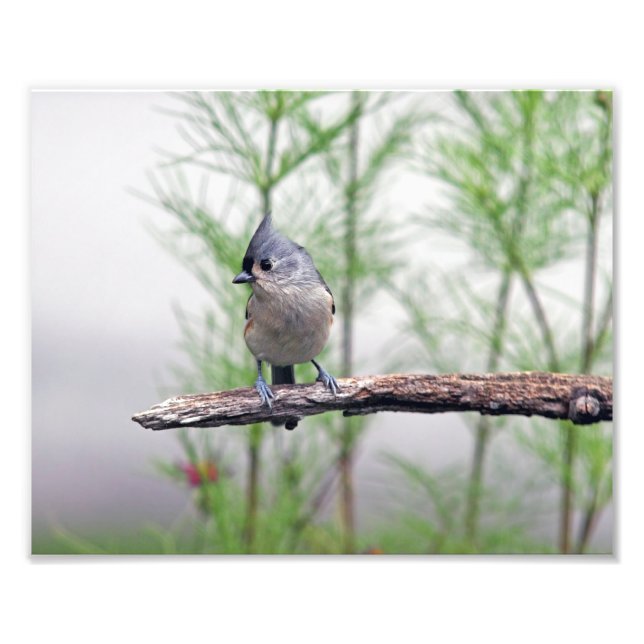 Foto Titmouse tufado (Frente)