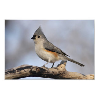 Foto Titmouse tufado