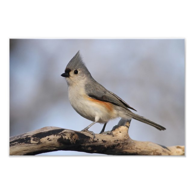 Foto Titmouse tufado (Frente)