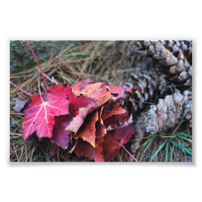 Foto Todas Cair (Frente)