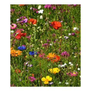 Foto todo tipo de flores bonitas