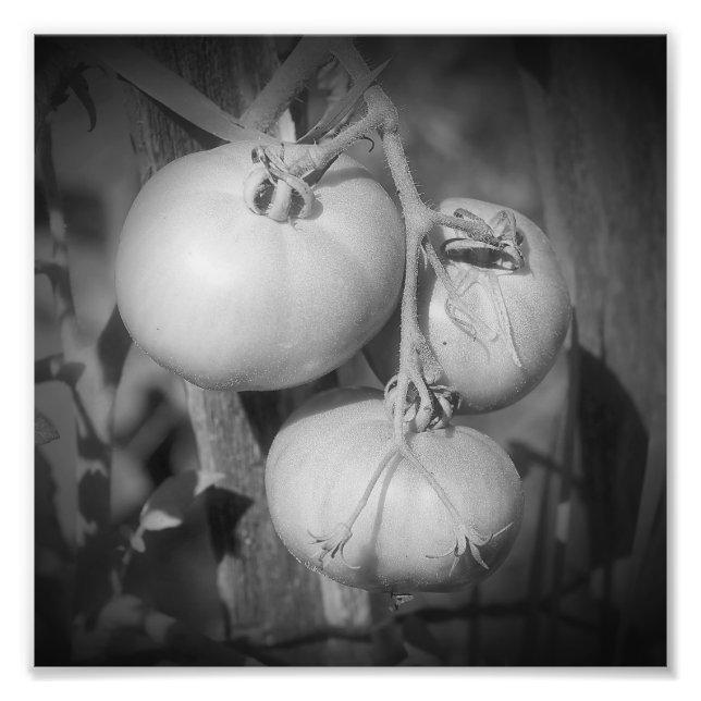 Foto Tomates Em Preto Vino E Branco 8x8 (Frente)