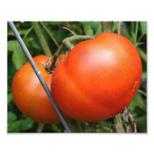 Foto Tomates Red Ripe Garden Na Vinha 8x10