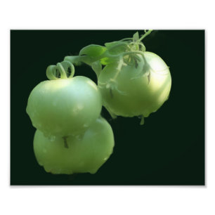 Foto Tomates verdes do jardim Natureza 8x10