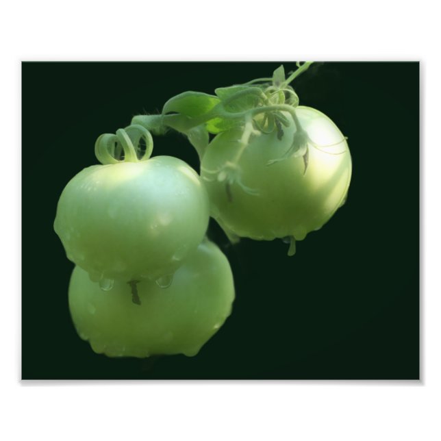 Foto Tomates verdes do jardim Natureza 8x10 (Frente)