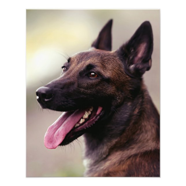 Foto Tons de cão german shepherd malinois (Frente)