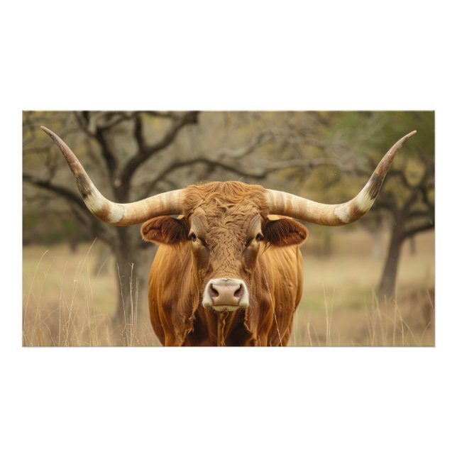 Foto Touro Texas Longhorn (Frente)
