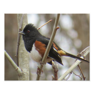 Foto Towhee oriental