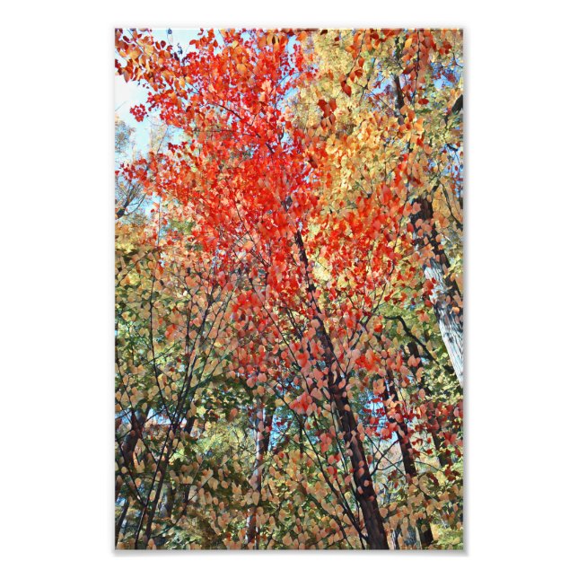 Foto Trabalho de arte das Árvores do outono (Frente)