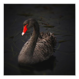 Foto Trabalho de arte de Cisne Negro