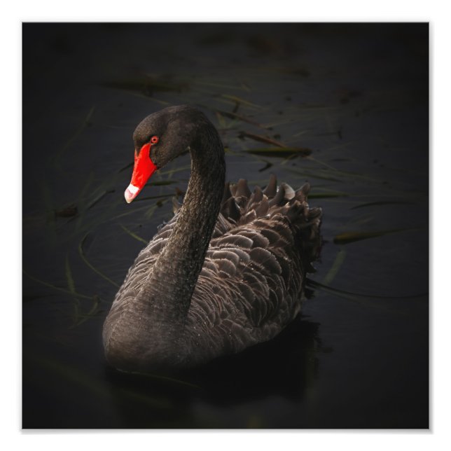 Foto Trabalho de arte de Cisne Negro (Frente)