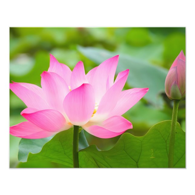 Foto Tranquilidade: Flor de Lotus Rosa no Sangue (Frente)