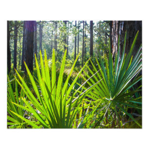 Foto Traseiras de Palmetto de Serras com Iluminação T