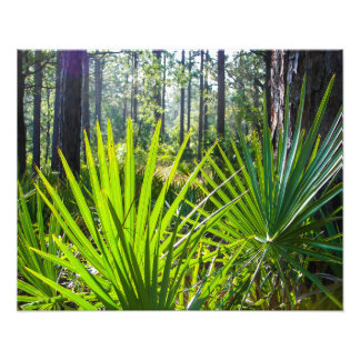 Foto Traseiras de Palmetto de Serras com Iluminação Tra