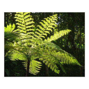 Foto Tree Fern na Floresta Tropical