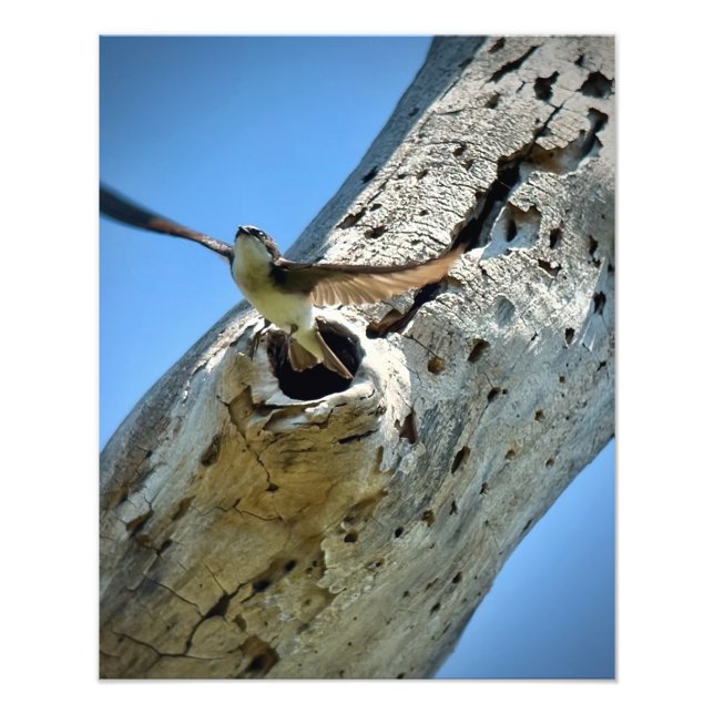 Foto Tree Swallow (Frente)